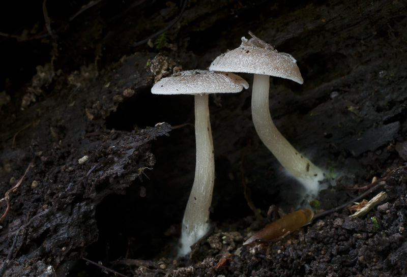 Trichocybe puberula